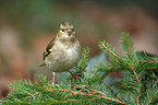 common chaffinch