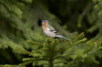 common chaffinch