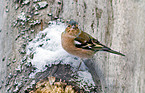 common chaffinch