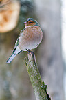 common chaffinch