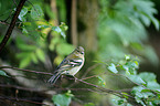 common chaffinch