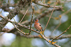 common chaffinch