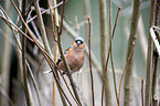 common chaffinch