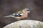 common chaffinch