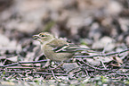 common chaffinch