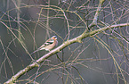 common chaffinch