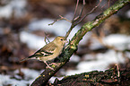common chaffinch