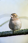 common chaffinch