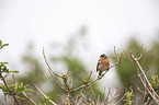 common chaffinch