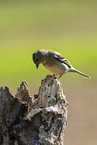 Chaffinch on tree stump