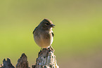 Chaffinch on tree stump