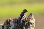 Chaffinch on tree stump