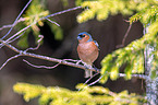 common chaffinch