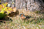 common chaffinch