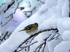 common chaffinch