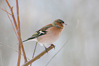 common chaffinch