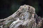 female chaffinch