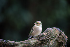 chaffinch