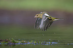 common chaffinch