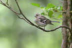 common chaffinch
