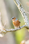 chaffinch