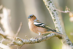 chaffinch
