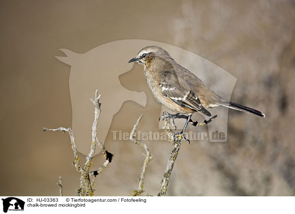 Camposspottdrossel / chalk-browed mockingbird / HJ-03363