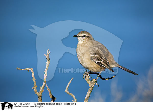 Camposspottdrossel / chalk-browed mockingbird / HJ-03364
