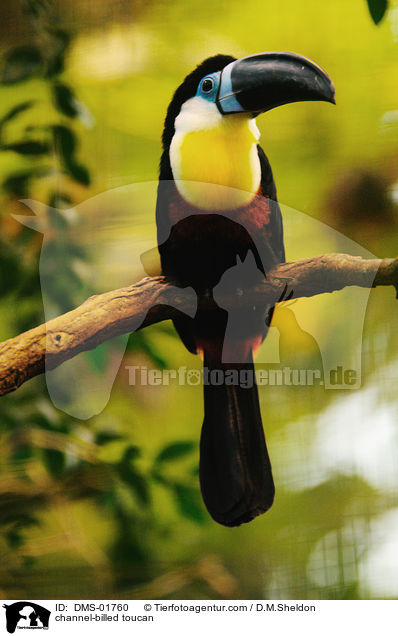 Dottertukan / channel-billed toucan / DMS-01760