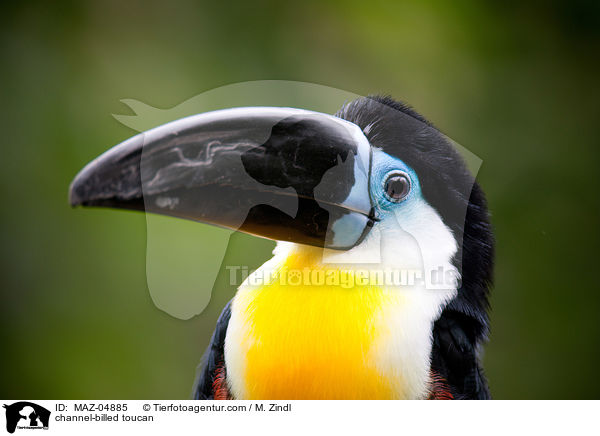 channel-billed toucan / MAZ-04885