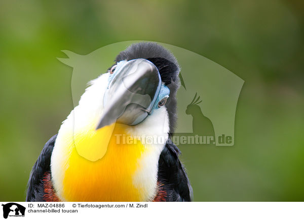 Dottertukan / channel-billed toucan / MAZ-04886