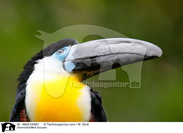channel-billed toucan / MAZ-04887