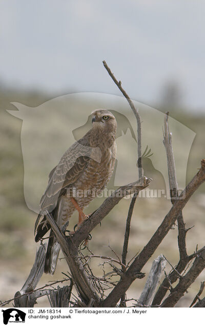 Singhabicht / chanting goshawk / JM-18314