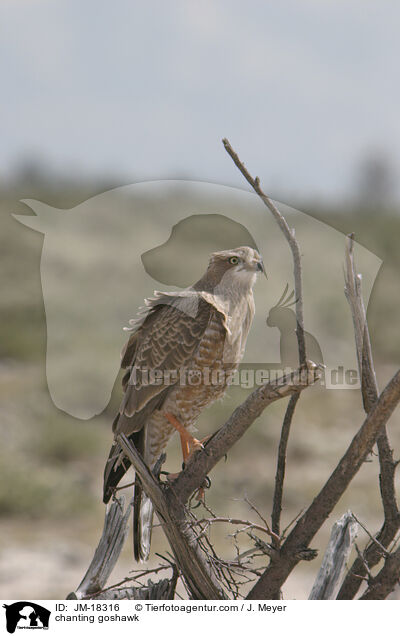 Singhabicht / chanting goshawk / JM-18316