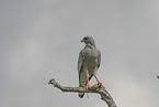 chanting goshawk