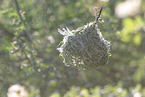 chestnut weaver