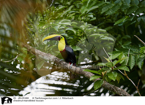 chestnut-mandibled toucan / JR-05388