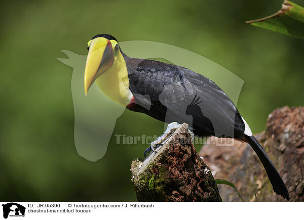 Swainson-Tukan / chestnut-mandibled toucan / JR-05390