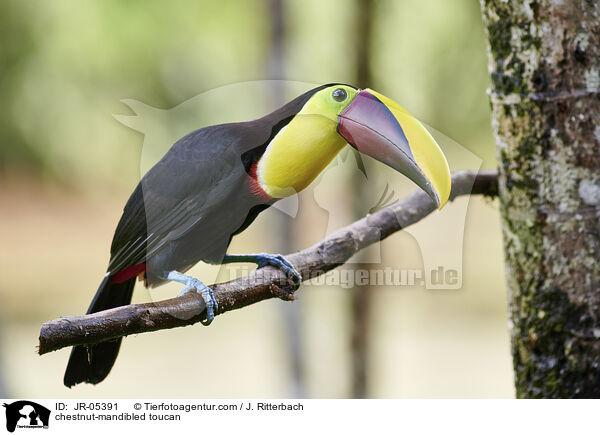 Swainson-Tukan / chestnut-mandibled toucan / JR-05391