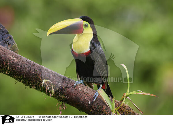 chestnut-mandibled toucan / JR-05396