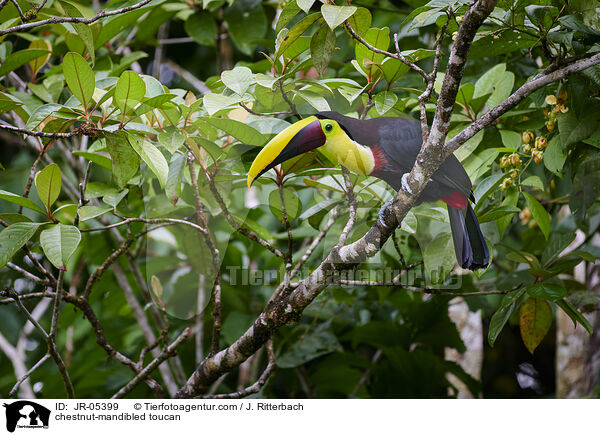 chestnut-mandibled toucan / JR-05399