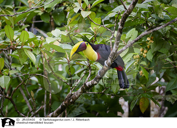chestnut-mandibled toucan / JR-05400
