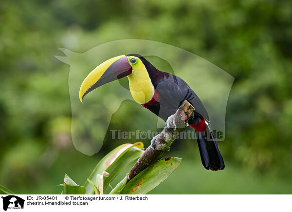 chestnut-mandibled toucan / JR-05401