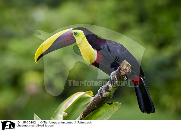 chestnut-mandibled toucan / JR-05402