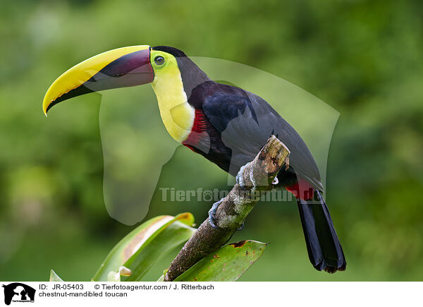 chestnut-mandibled toucan / JR-05403
