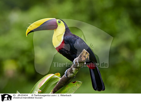 chestnut-mandibled toucan / JR-05404