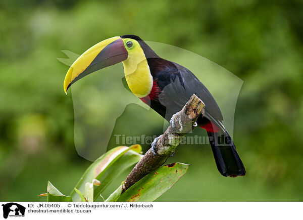 chestnut-mandibled toucan / JR-05405
