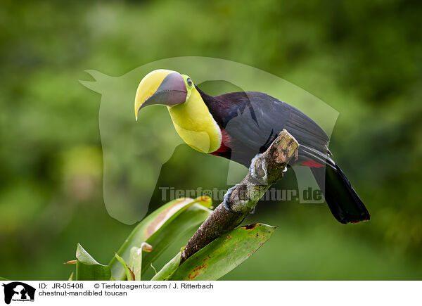 chestnut-mandibled toucan / JR-05408