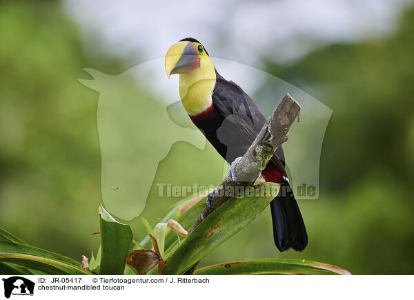 chestnut-mandibled toucan / JR-05417