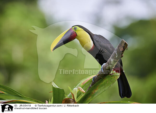 chestnut-mandibled toucan / JR-05418